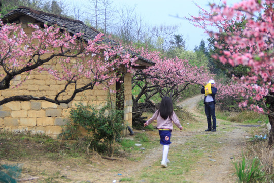 赏桃花