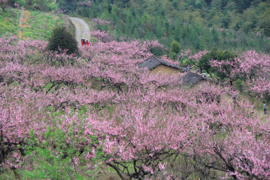 漫山遍野的桃花