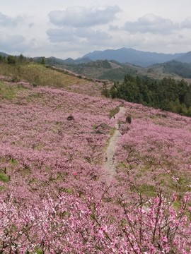 大围山十里桃花