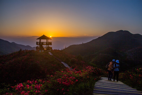 大围山杜鹃花海