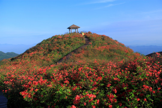 大围山杜鹃花海