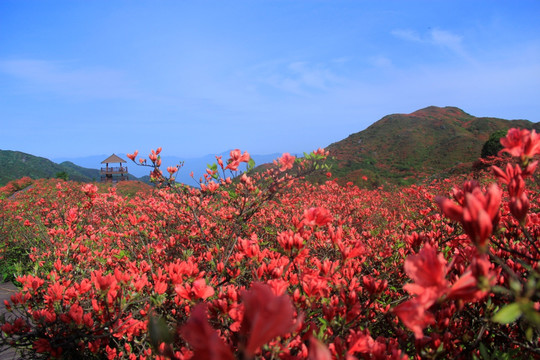 杜鹃花海