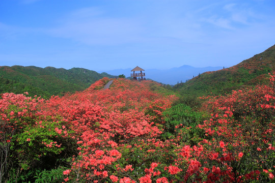 杜鹃花海