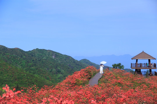 大围山杜鹃花海