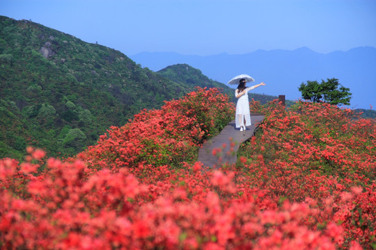 大围山杜鹃花海