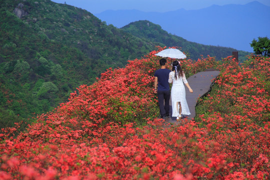 大围山杜鹃花海