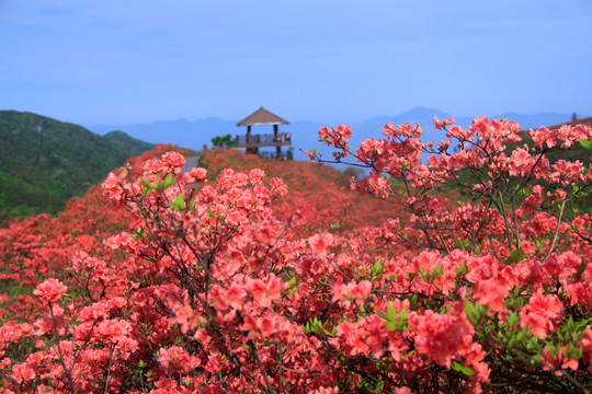 大围山杜鹃花海