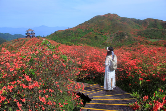 大围山杜鹃花海