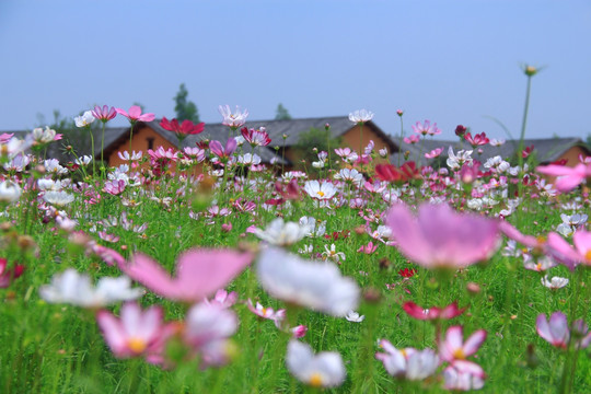 道林古镇格桑花海