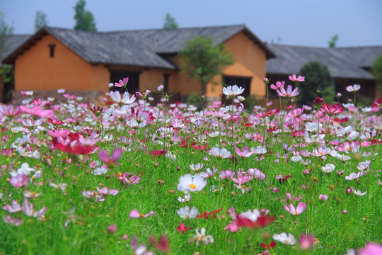 道林古镇格桑花海