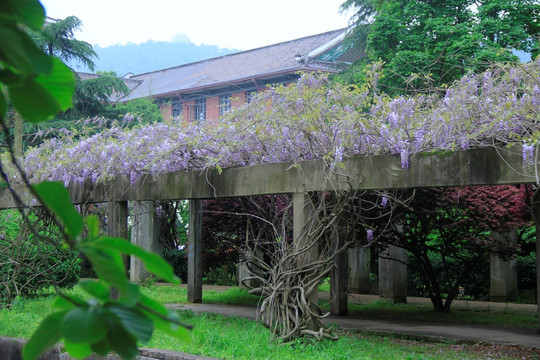湖南大学英语公园紫藤花