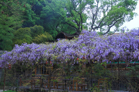 紫藤花