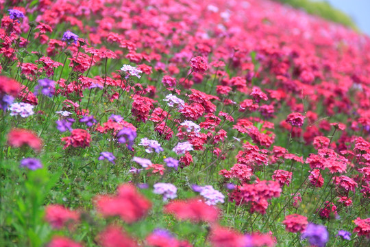 香水草花