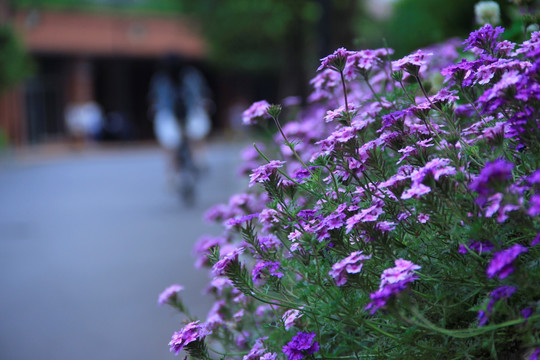 香水草花