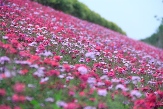 香水草花