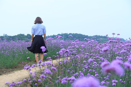 紫色马鞭草花海