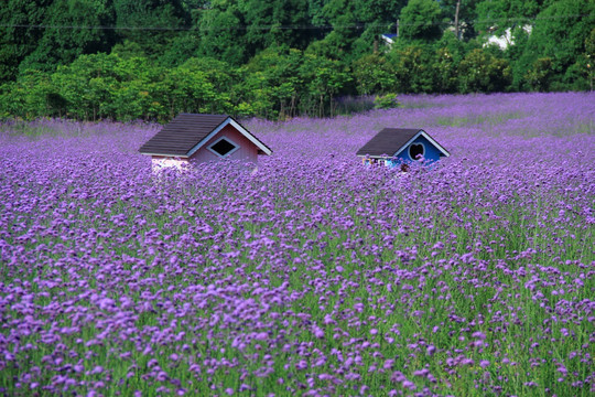 紫色马鞭草花海