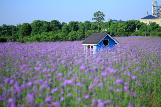 石仑关紫色马鞭草花海