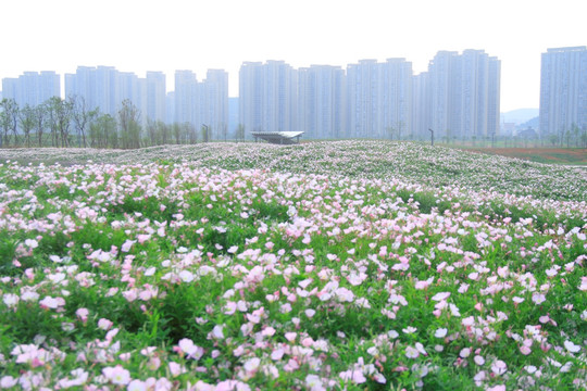 美丽月见草花海