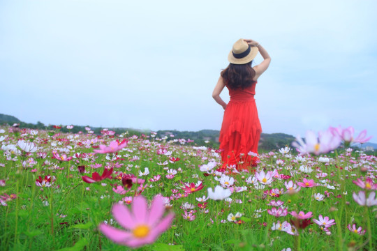 格桑花海美女背影