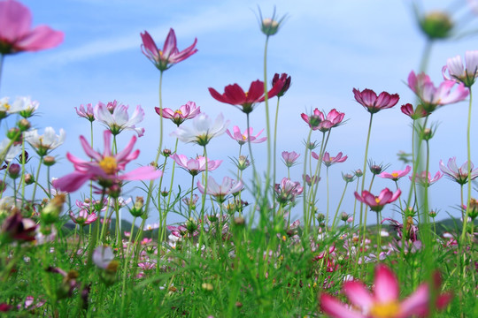 格桑花海