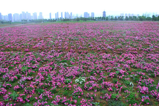 洋湖芝樱花海