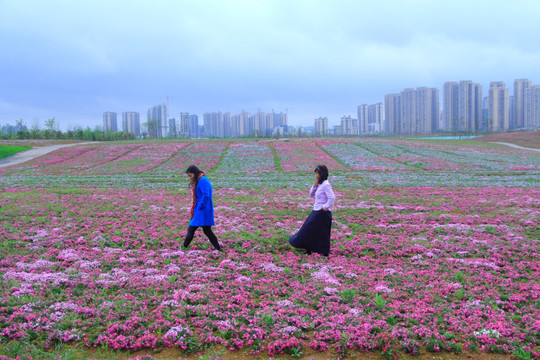 洋湖芝樱花海