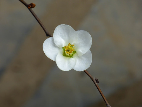 海棠花