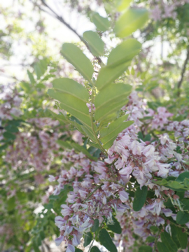 洋槐花