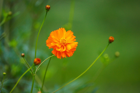 波斯菊