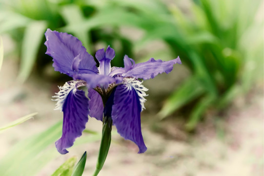 鸢尾花