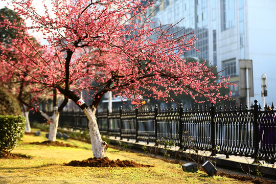 都市梅香