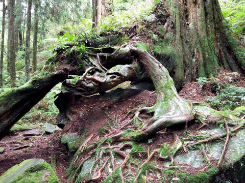 阿里山古树