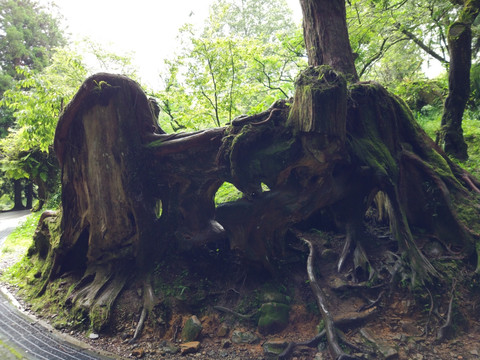 阿里山古树神木