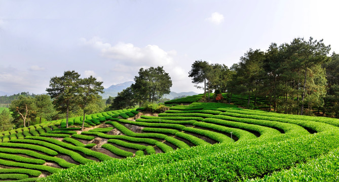 茶园梯田苗圃