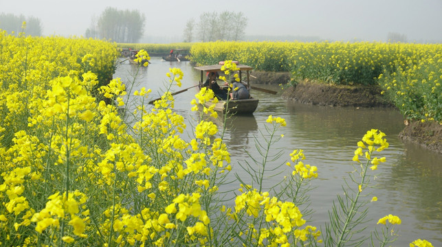 划船春游赏油菜花