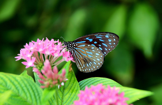 蝴蝶啬青斑蝶与花
