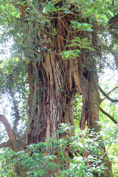 香樟树