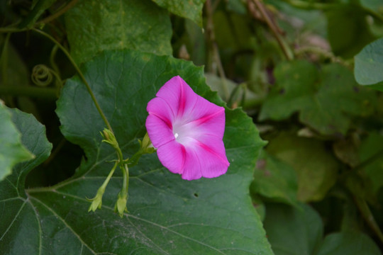 牵牛花