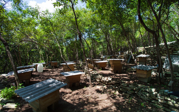 蜂场 蜂蜜 蜂箱