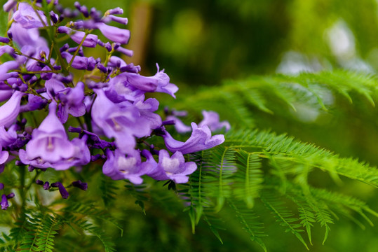 鸽子花