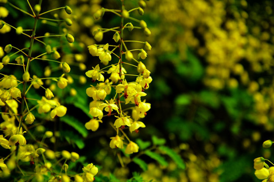 花 鲜花