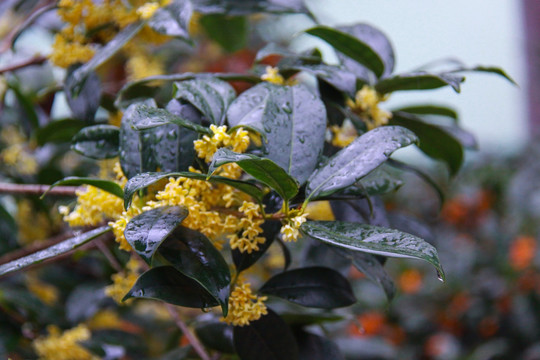 桂花开花 秋桂