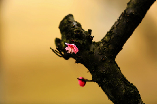 梅香时节