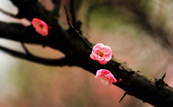 梅香时节