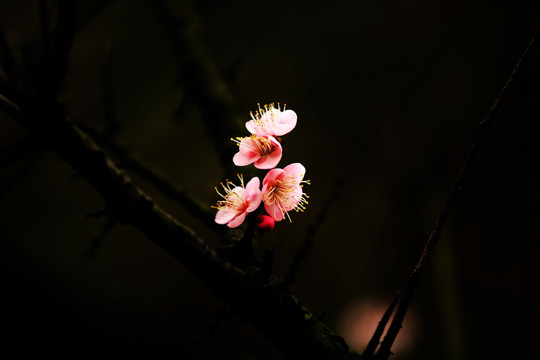 梅香时节