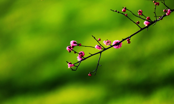 梅香时节