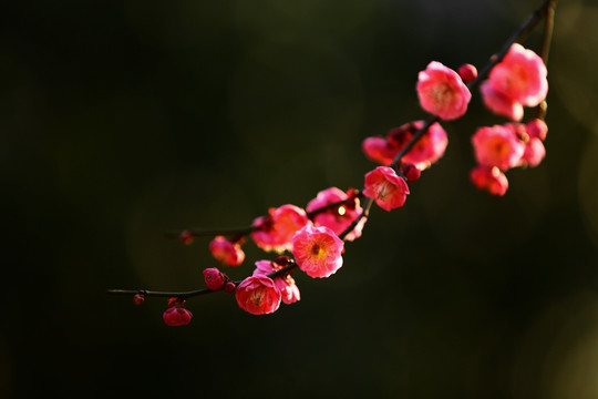 梅香时节