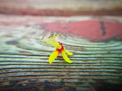 落在木板上的花