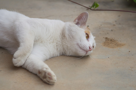 小野猫